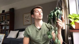 WEEKLY GREENS - Hoya imbricata