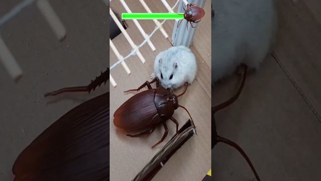 Crazy Hamster Maze #shorts смотреть онлайн