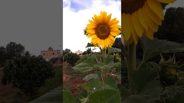 countryside life🌻🌻Tournesol 🌻🌻 sunflower🌻🌻