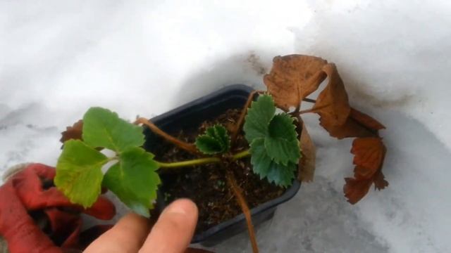 Зимовка саженцев клубники