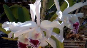 Cattleya (Laelia) crispa