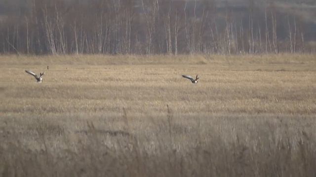 Весна. Дикие гуси . смотреть онлайн