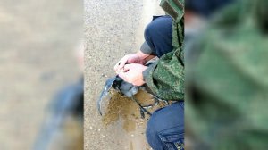 ЛЫСУХА ПОПАЛА НА КРЮЧОК
