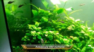 Тетра королевская аквариум 450 литров