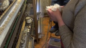 Как определить пол у перепелов разных пород//Мальчик или девочка.