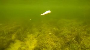 Щука на мертвую рыбку