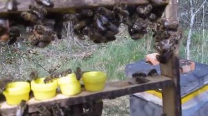 Как развивались будущие пчелиные матки в маточниках, с личинки до куколки на выходе.