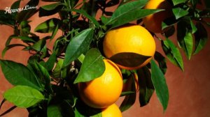 Цитрусы / часть 3