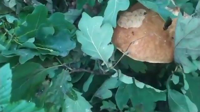 Думал это жена спит,а оказалось Теща. смотреть онлайн