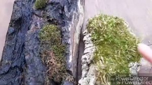 ОРХИДЕИ НА БЛОКЕ и лесной мох.