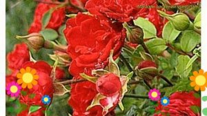 Роза почвопокровная Фиона. Краткий обзор, описание характеристик, где купить саженцы Fiona