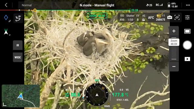 DJI Mavic 3T drone bird watching. смотреть онлайн