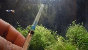 Aqua News №85.Плавниковая гниль. Результат лечения.