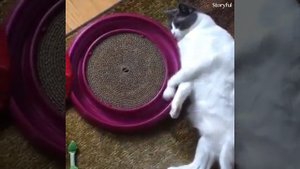 Наглые коты, приколы