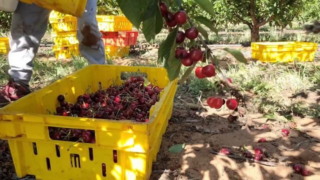 Balik harvesting Cherry tayo ? Pinay Sa Australia ?? ?? смотреть онлайн
