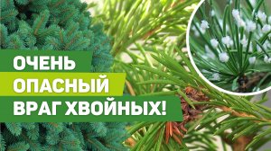 Опасный вредитель хвойных культур - хермес. Как найти и обезвредить