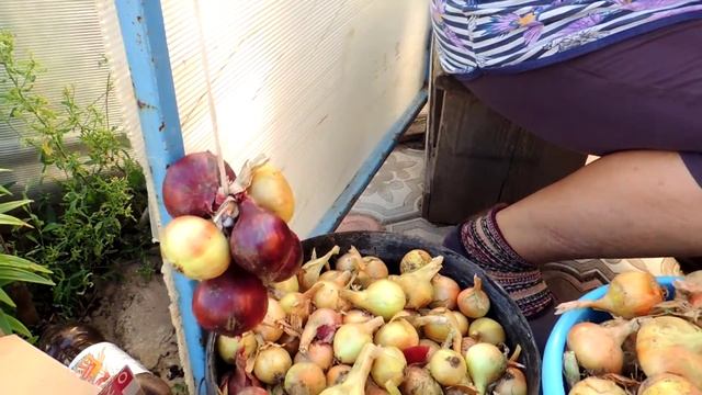 Урожай лука: сушим, вяжем косы, подготовка к хранению смотреть онлайн