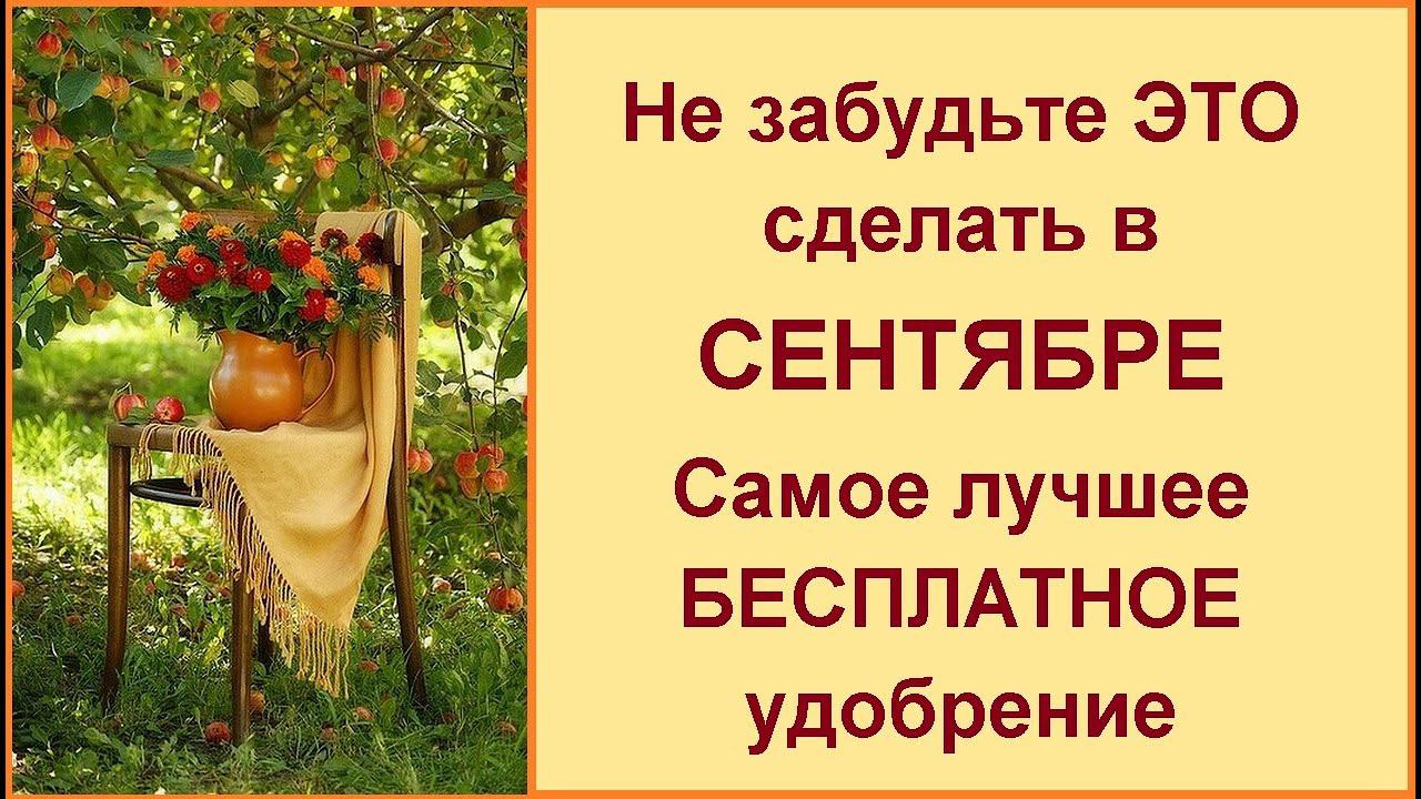 Лучшее бесплатное удобрение в осень, что делать в сентябре в саду, подкормка, опрыскивание