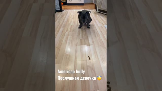 American bully / дрессировка на выдержку #dog