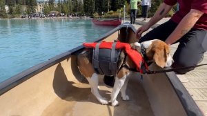 Cute beagle goes canoeing for first time