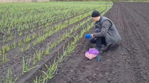 Сажаю часнок весною. Буде крупна однозубка. Секрети посадки часничка.