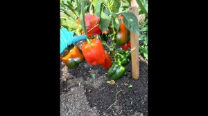 ОДИН ИЗ САМЫХ ВЫСОКОУРОЖАЙНЫХ, ТОЛСТОСТЕННЫХ, КРУПНОПЛОДНЫХ И ВКУСНЫХ СЛАДКИХ ПЕРЦЕВ - КУБЫШКА