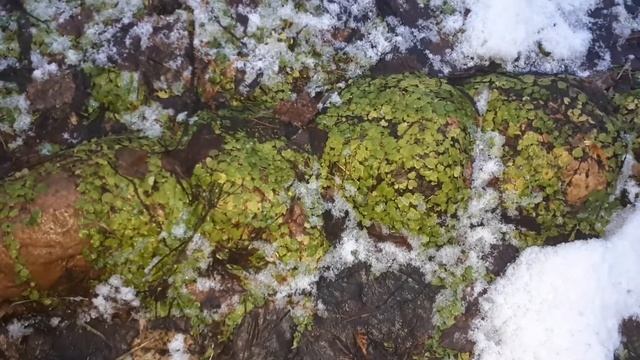 Вероника нитевидная. Первая зелёная радость ранней весной.
