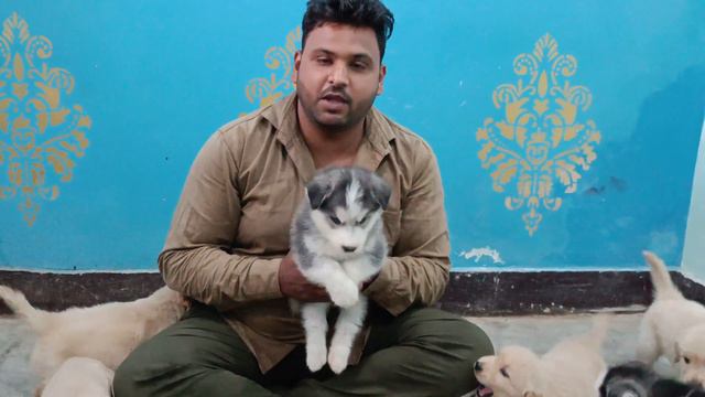 puppies dhamaka offer Cheapest Dog Market in Delhi | Beagle, Labrador, white husky,Shih Tzu, | смотреть онлайн