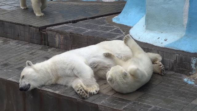 Медвежата проснулись и разбудили маму Герду. 23.07.2023 смотреть онлайн