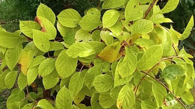Лимонник .Обнаружила сегодня дырки на листве. смотреть онлайн