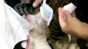 Introduction of putting a diaper for cat