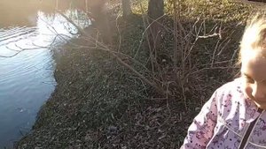 Водяная крыса наши наблюдения