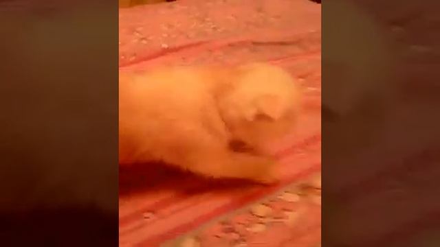 шотландские вислоухие котята Стерлитамак.Kittens.#шотландские.#котята.#вислоухие