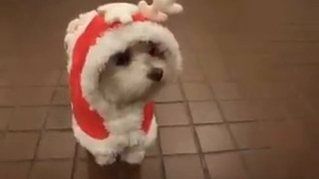 New Year Puppy (Новогодний Щенок)