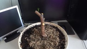 Кардинальная обрезка лимона!!!