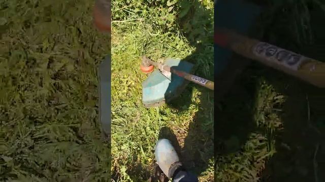 прополка травы триммером леской #прополка #триммер #трава