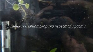 как умирает аквариум гибнут растения