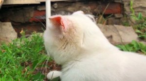 Глухая кошка с котёнком на улице