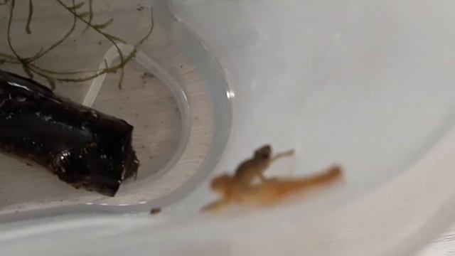 ВСЕ НА ВЫХОД! Тритоны. Часть 5-я завершающая. смотреть онлайн