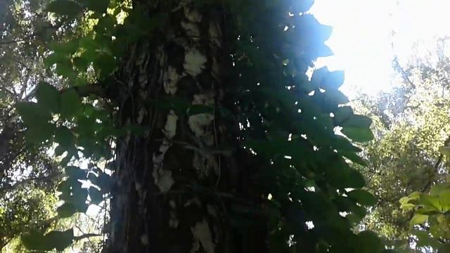 Джунгли смотреть онлайн