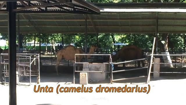 Unta arab (Camelus dromedarius) смотреть онлайн