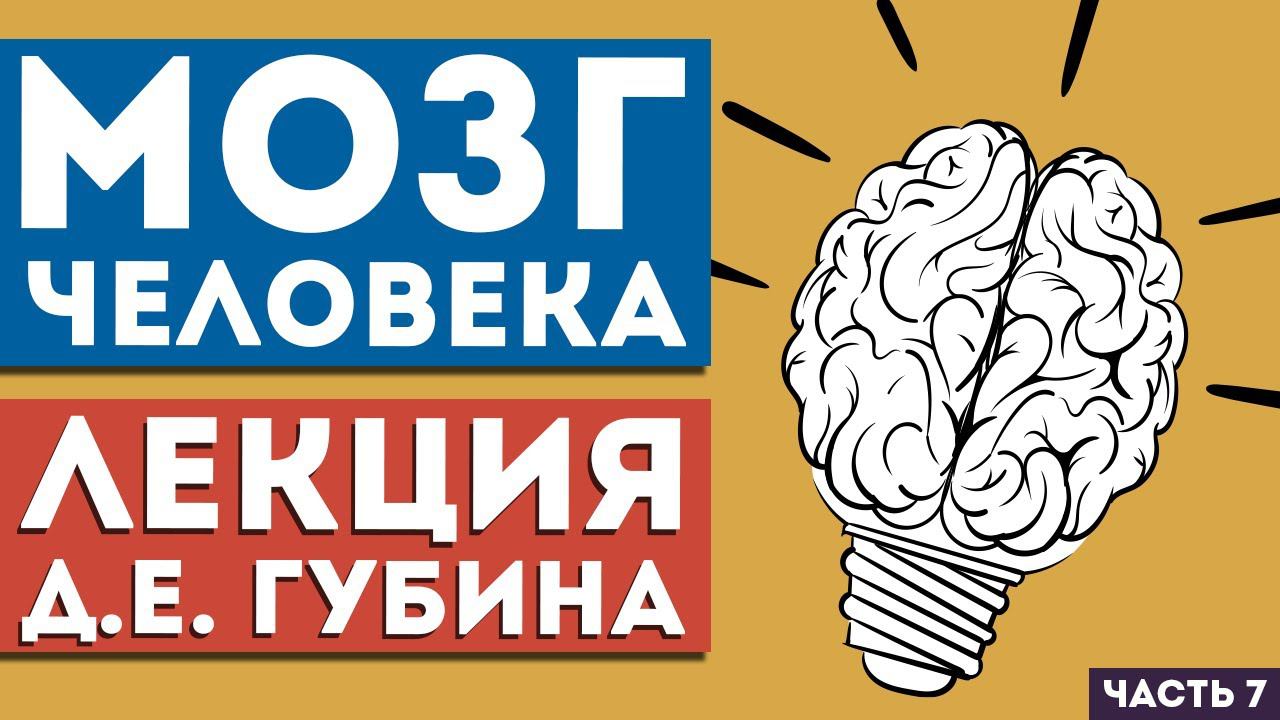 Лекция Д.Е. Губина «Мозг человека. Часть 7. Важнейшее открытие о мозге начала 21 века»