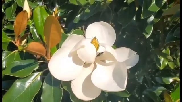 My beautiful magnolia tree is blooming 😍 смотреть онлайн