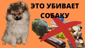 ЧЕМ НЕЛЬ3Я КОРМИТЬ СОБАКУ_ ЭТИ ПРОДУКТЫ НА ВАШЕМ СТОЛЕ!. Яд для собак