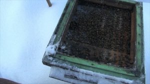 2 видео Моё пчеловождение . Обзор работ с пчёлами зимой - чистка доньев . Пчеловодство .