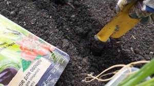 Лук из чернушки? ?ЛЕГКО!!!!?