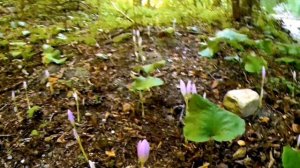 Тюменский. Поселок в краснодарском крае.