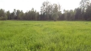 Сибирская природа. Поселок Беляй. Август 2023 год