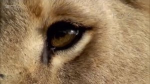 Самые опасные животные Африки.