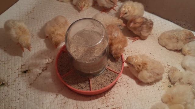 Цыплята Ломан браун... смотреть онлайн